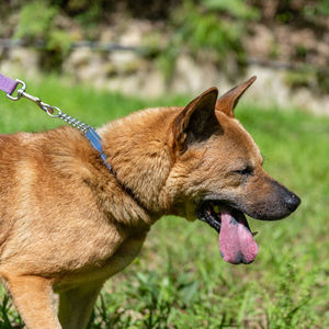 Close-up of a dog on field