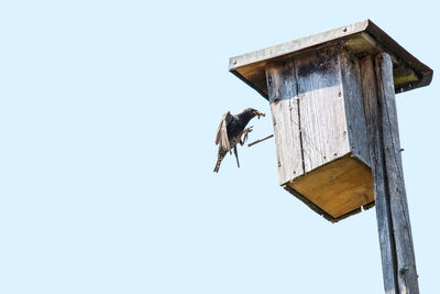 Low angle view of a bird flying against clear sky