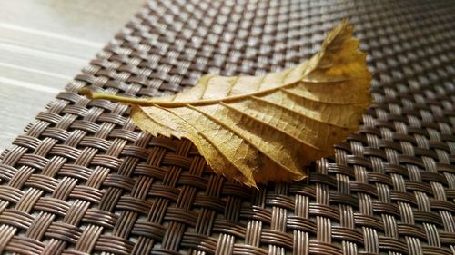 leaf