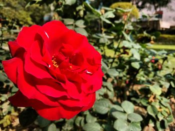 Close-up of red flower blooming outdoors