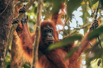 Low angle view of monkey