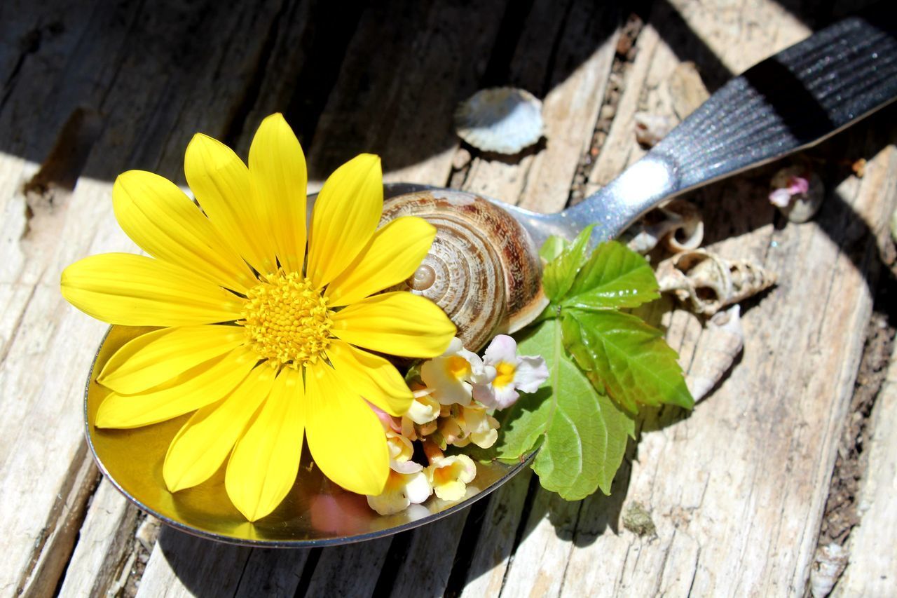 HIGH ANGLE VIEW OF YELLOW FLOWERING PLANT ON TABLE