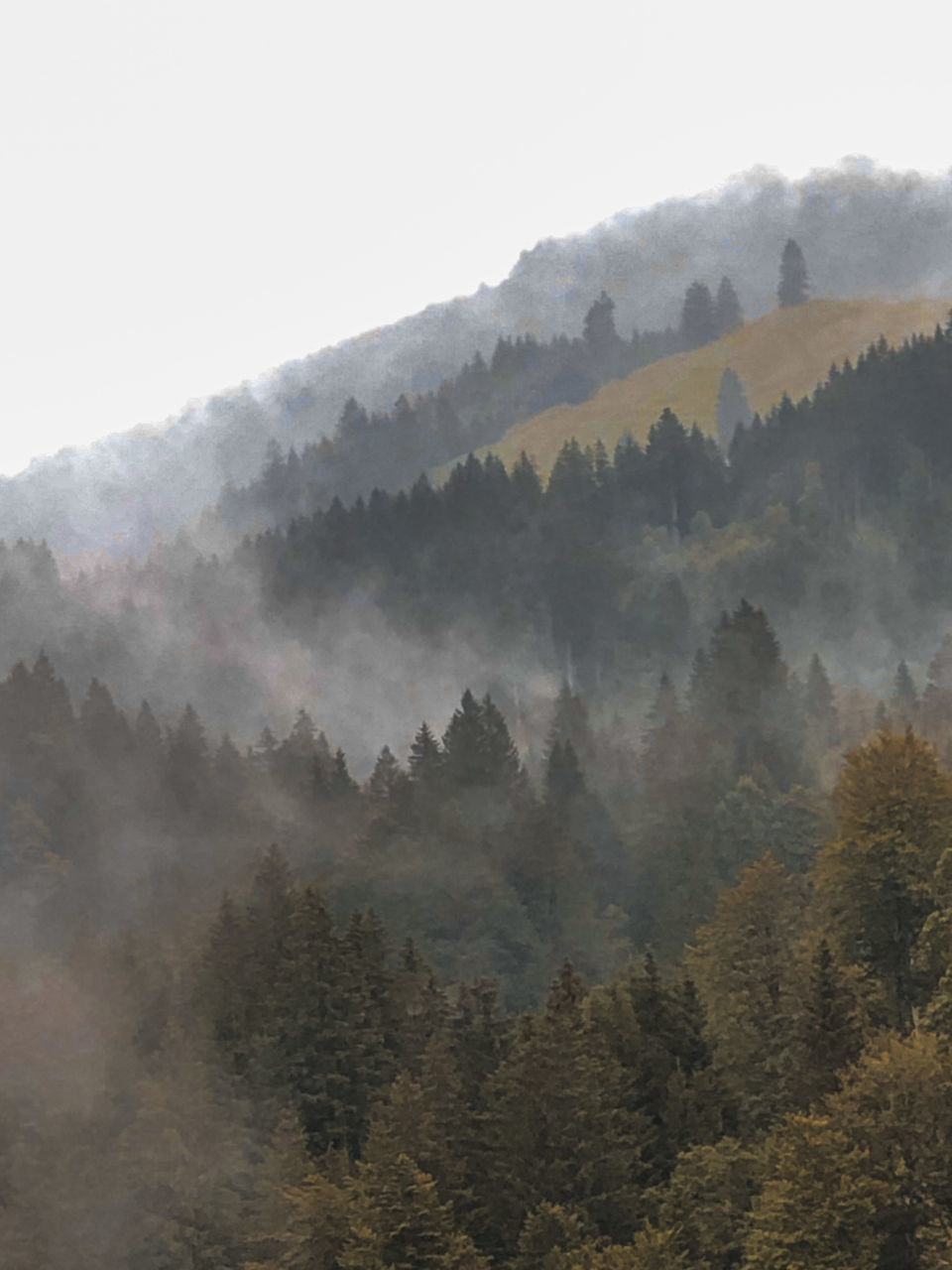 TREES IN FOREST AGAINST SKY