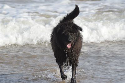 Dog running on shore