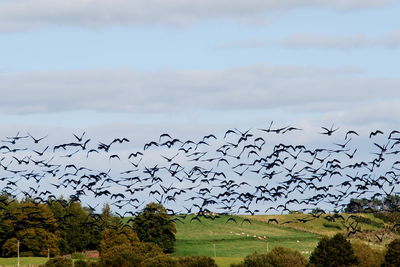 Birds flying over landscape against sky