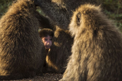 Monkey looking away