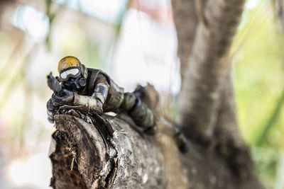 Close-up of an animal on tree trunk