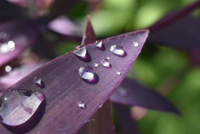 Close-up of raindrops on leaf