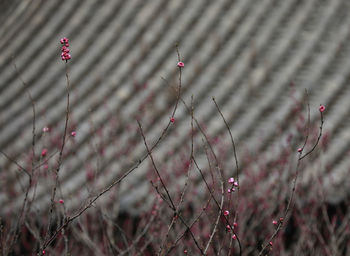 Close-up of red flowering plant on field