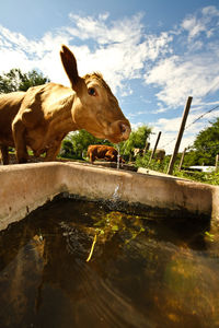 Cow in a water