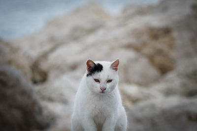 Close-up of a cat