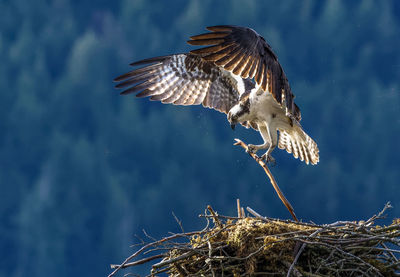 Osprey in flight building nest