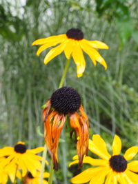 Close-up of sunflower blooming in field