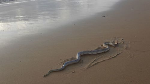 High angle view of crab on sand at beach