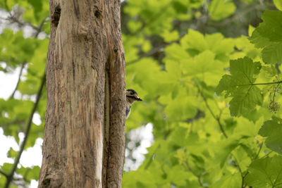 Bird perching on a tree