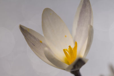 Close-up of white lily