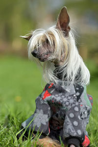 Close-up of dog on field