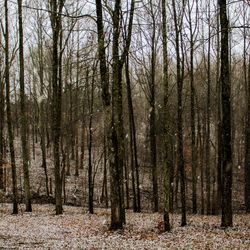 Trees in forest during winter