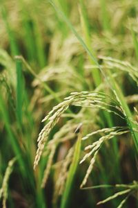 Close-up of wheat growing on field