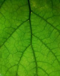 Full frame shot of green leaf