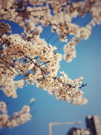 Close-up of cherry blossom against blue sky