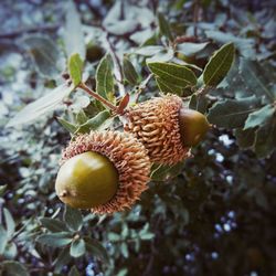 Close-up of fruit on tree