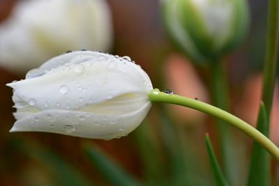 Close-up of wet white flower