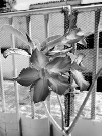 Close-up of flowering plant by fence