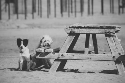 Dogs on sandy field by wooden bench