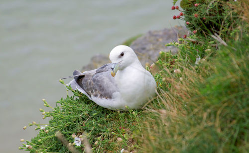 Close-up of albatros bird perching on a plant