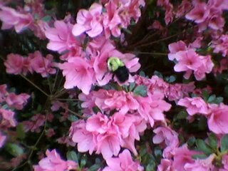 Close-up of pink flowers