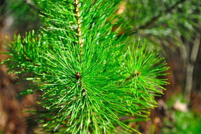 Close-up of pine tree