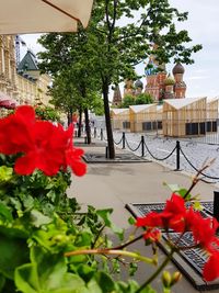 Red flower pot on plant by building in city