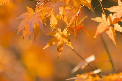 Close-up of autumnal leaves on tree