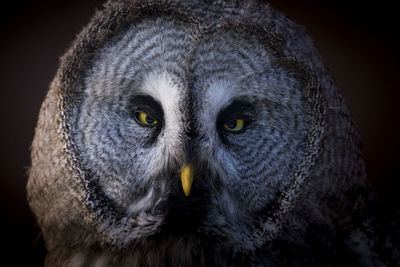 Close-up portrait of owl