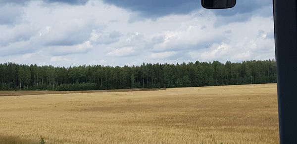 Panoramic shot of trees on field against sky