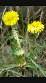 Close-up of yellow flowers blooming outdoors