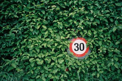 Close-up of road sign on plant