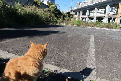 Cat on road