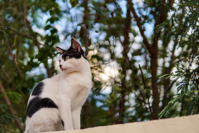 Low angle view of a cat looking away