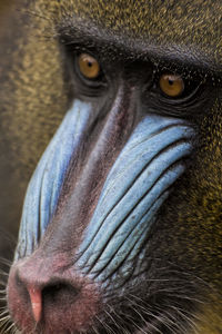 Close-up portrait of a bird