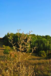 Plants and trees on field against clear blue sky