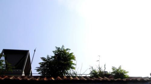 Low angle view of tree against clear sky