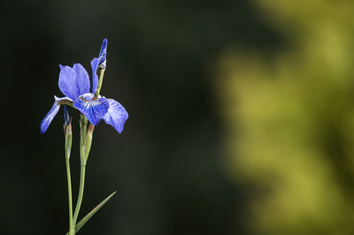 Close-up of purple iris flower
