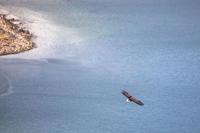 Bird flying over sea