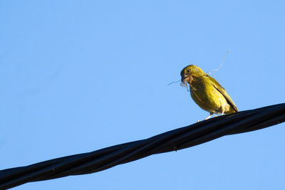 Low angle view of bird perching against clear sky