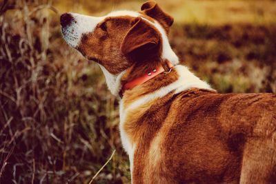 Close-up of dog on field