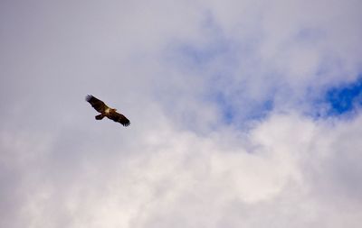 Low angle view of eagle flying against sky