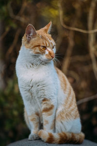 Close-up of cat sitting outdoors