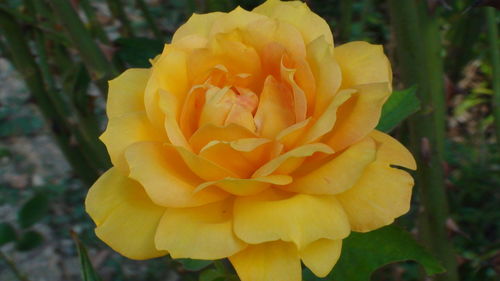 Close-up of yellow flower blooming outdoors